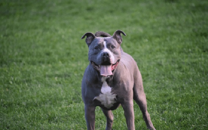 Pitbull se solta de corrente, entra em casa e mata vira-lata em SC