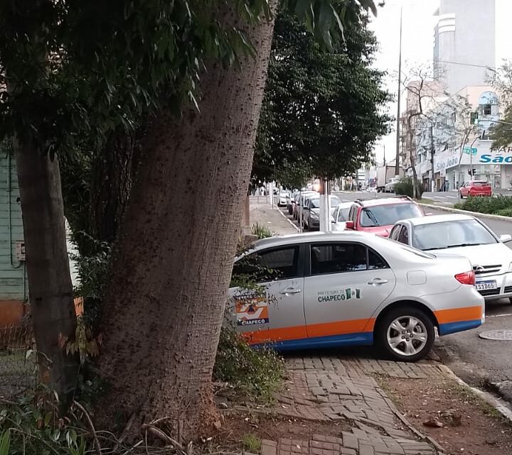 Vídeo: Defesa Civil e Serviços Urbanos retiram árvore que representava risco para os moradores
