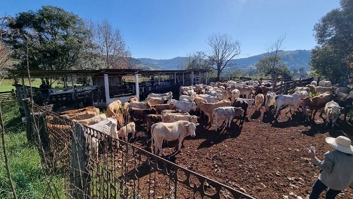 Operação conjunta flagra crimes ambientais e irregularidades em rebanho em Xavantina