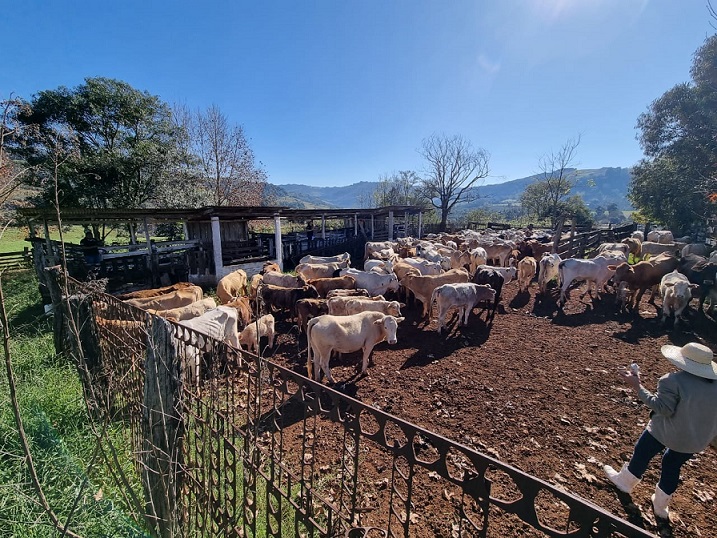 Operação conjunta flagra crimes ambientais e irregularidades em rebanho em Xavantina