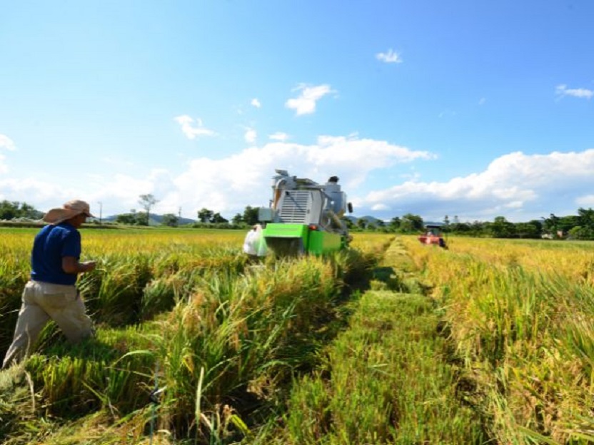 Produtividade do arroz catarinense cresce 23% em 10 anos