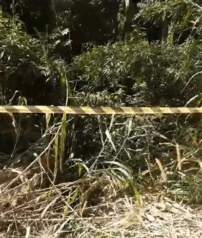 VÍDEO: corpo é encontrado no meio do mato; Polícia investiga a identidade