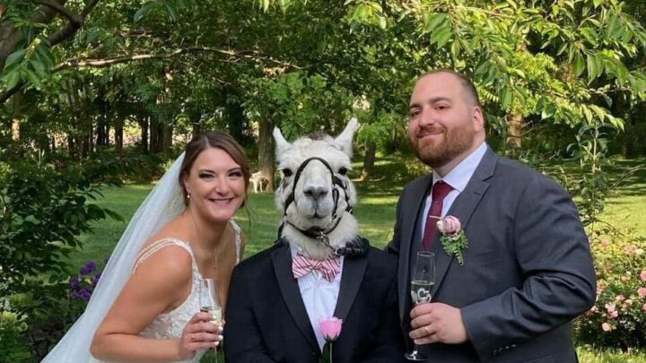 Dá pra acreditar? Lhama viraliza após ser padrinho de casamento; Veja as imagens
