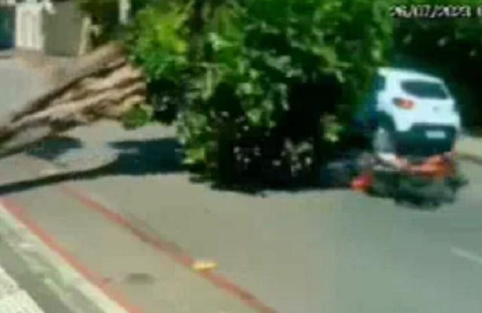 Árvore cai em cima de motociclista e ele escapa ileso; veja imagens