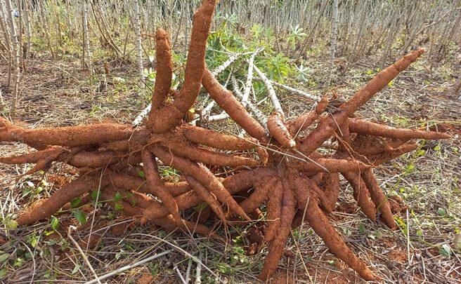 Epagri lança nova variedade de mandioca em SC