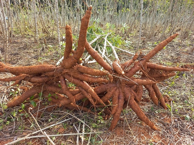 Epagri lança nova variedade de mandioca em SC