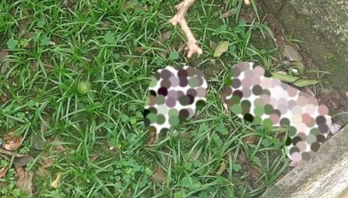 Feto é encontrado em gramado no fundo de quintal em SC