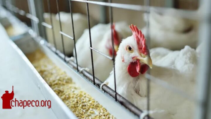 Gripe Aviária: Japão suspende importação de frango de Santa Catarina; entenda