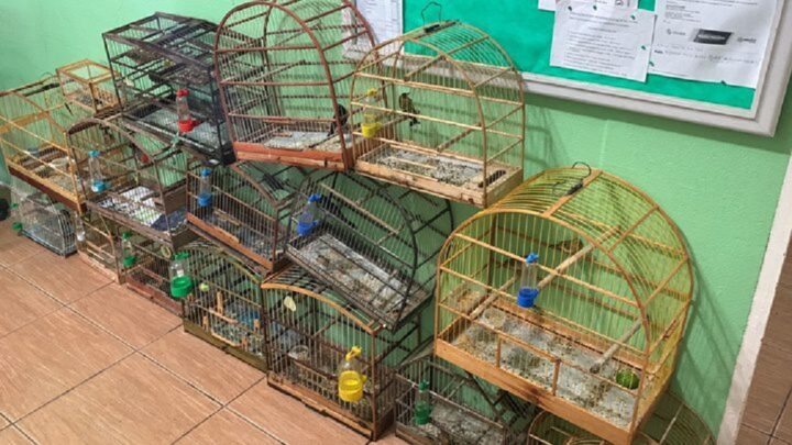 Aves nativas são encontradas em cativeiro na cidade de Curitibanos