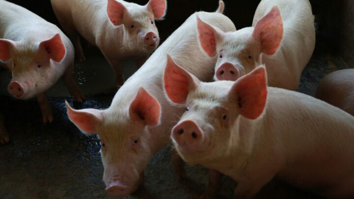 SC bate recorde e é responsável por 55,2% da exportação de carne suína