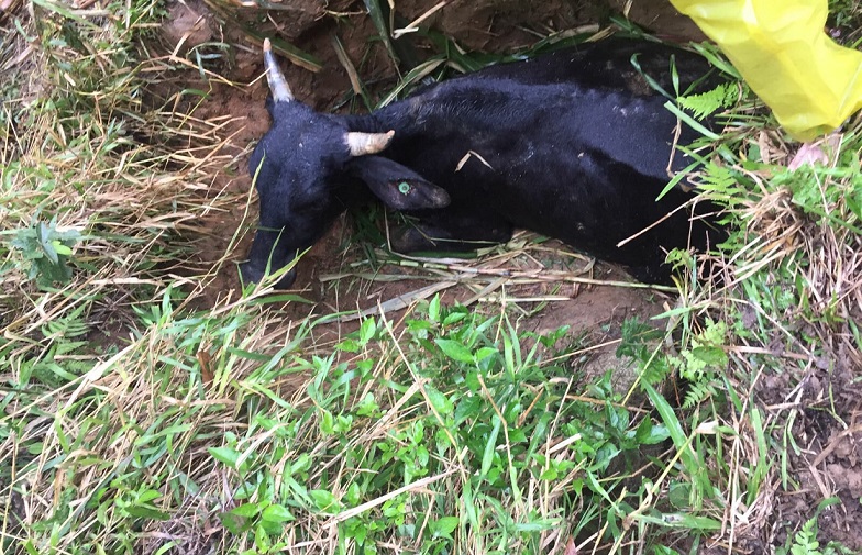 Vaca atolada mobiliza resgate durante quatro horas em SC