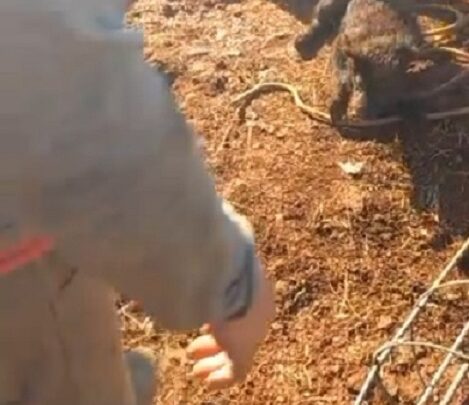 Vídeo: bombeiros resgatam dois cachorros que caíram em buraco de oito metros em Chapecó