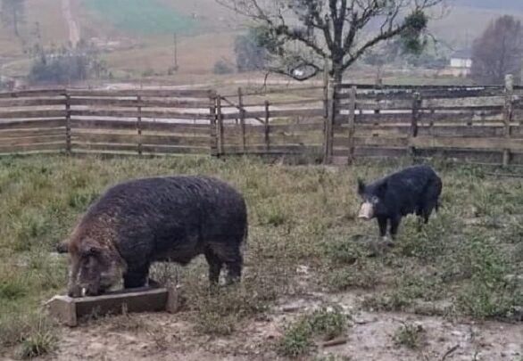 Vídeo: força tarefa interrompe criação irregular de javalis em SC