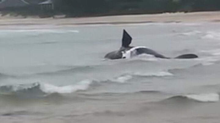 Vídeo: filhote morre na praia e morador flagra mãe baleia desesperada