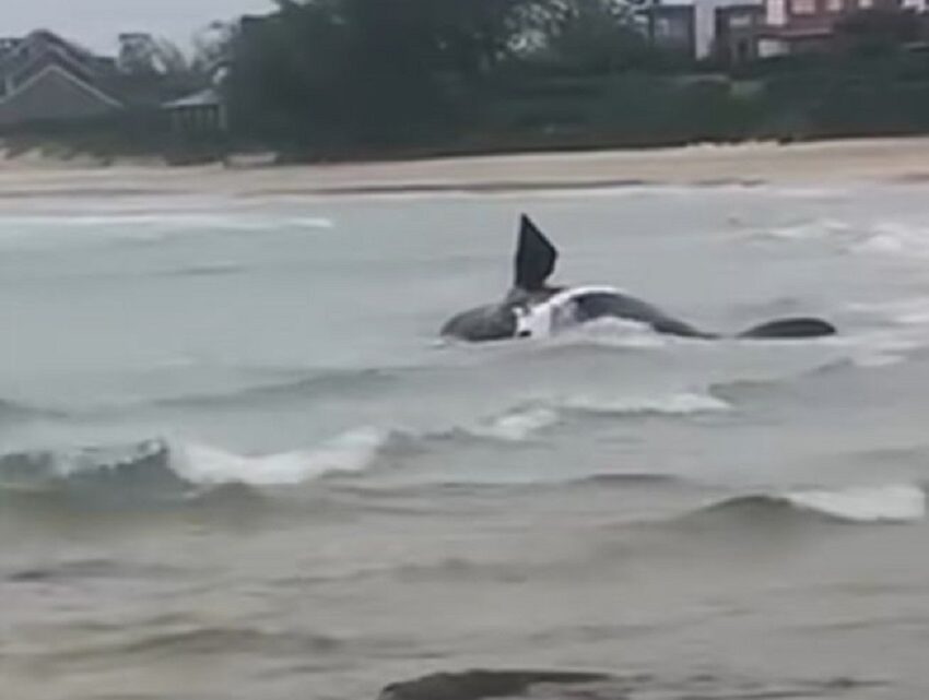 Vídeo: filhote morre na praia e morador flagra mãe baleia desesperada