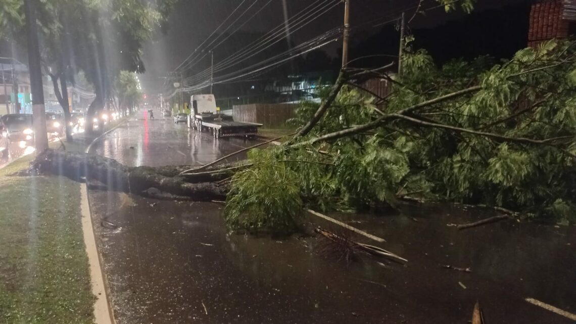 Vídeo: Temporal derruba árvores e deixa milhares de casas sem luz em Chapecó