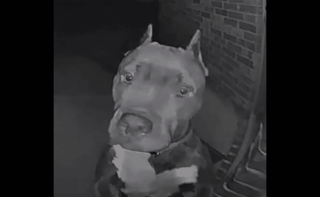 Vídeo: cachorro sai de casa de madrugada, toca campainha de vizinha e final surpreende