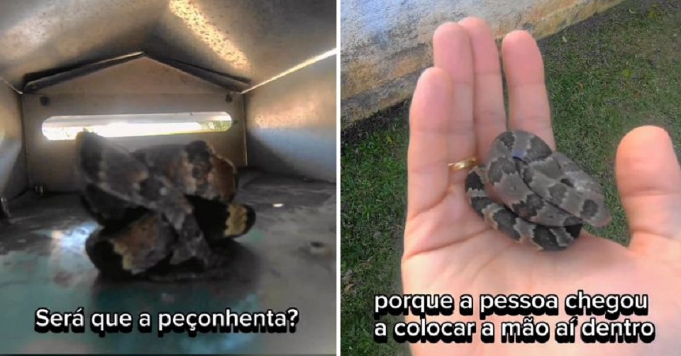 Vídeo: cobra é encontrada dentro de caixa de correio por moradora em SC