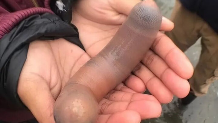 ‘Peixes-pênis’ de 25 cm tomam conta de praia na Argentina; confira