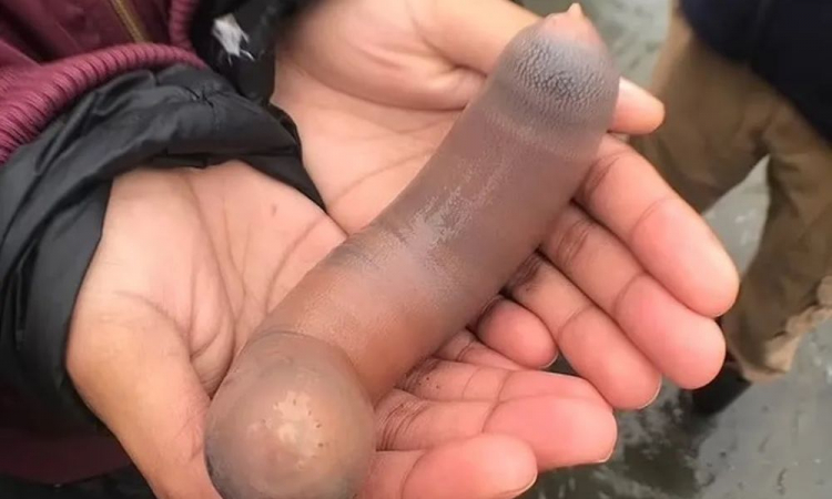 ‘Peixes-pênis’ de 25 cm tomam conta de praia na Argentina; confira
