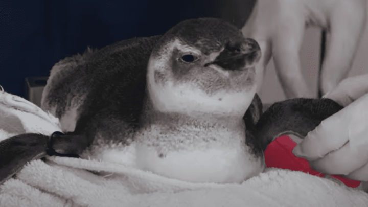 Você já viu como é a reabilitação de um Pinguim? Confira o vídeo emocionante