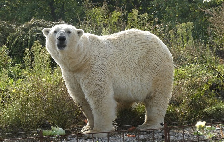 Urso Polar em SC? Homem faz denúncia e vira meme quando animal é identificado