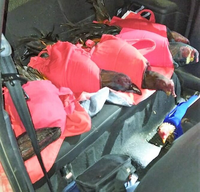 PRF localiza galos de rinha no interior de automóvel em SC