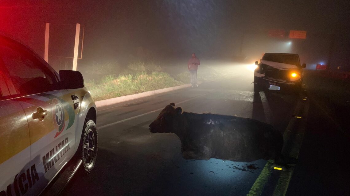 Imagens: vaca é atropelada ao cruzar rodovia na Serra Catarinense