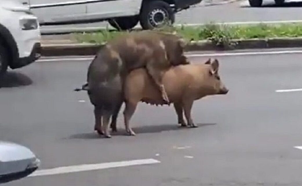 Porcos são flagrados em momento “íntimo” em avenida movimentada; assista