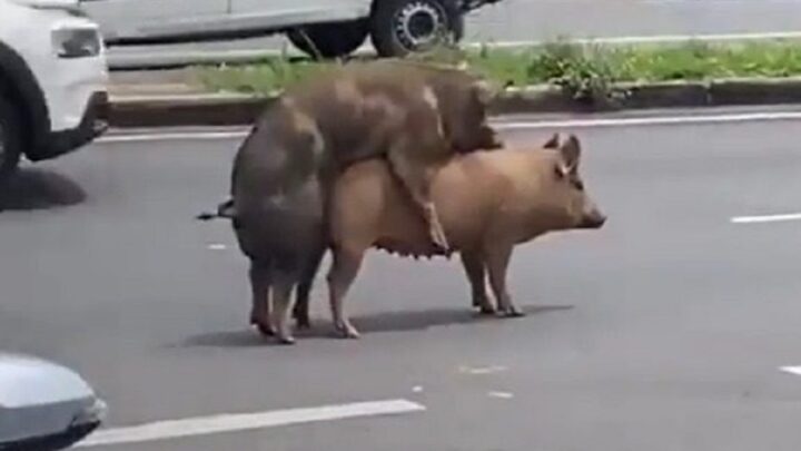 Porcos são flagrados em momento “íntimo” em avenida movimentada; assista