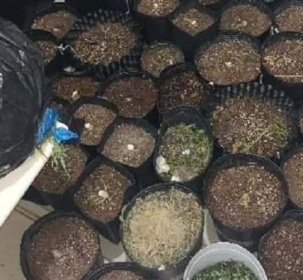 Casa com plantação de maconha é encontrada após suspeito fugir de abordagem em SC