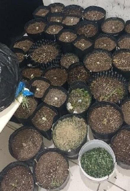 Casa com plantação de maconha é encontrada após suspeito fugir de abordagem em SC