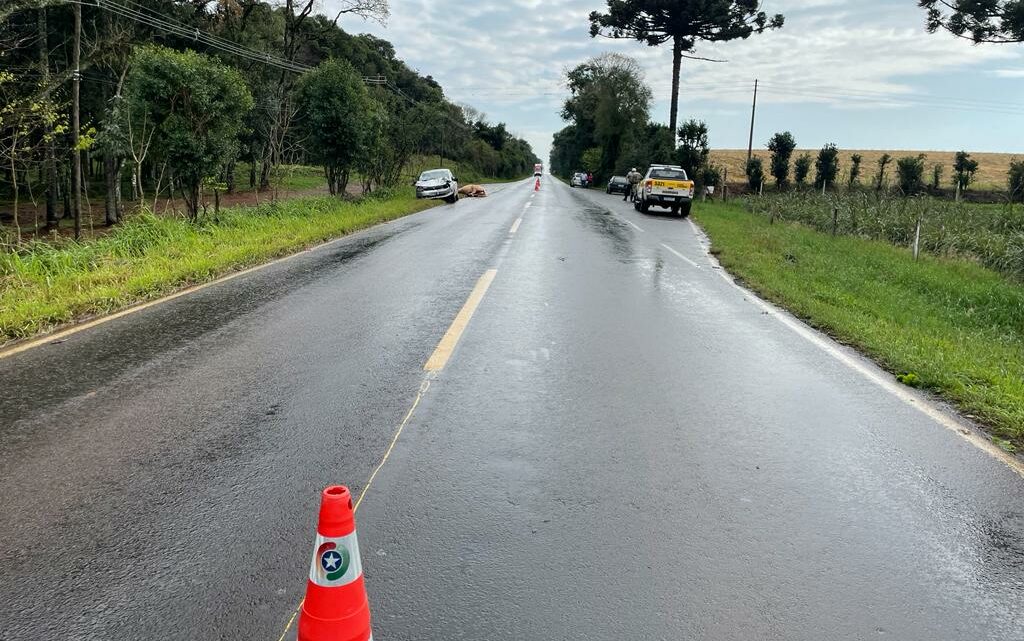 Vídeo: cavalo é atropelado na SC 283 em Guatambu