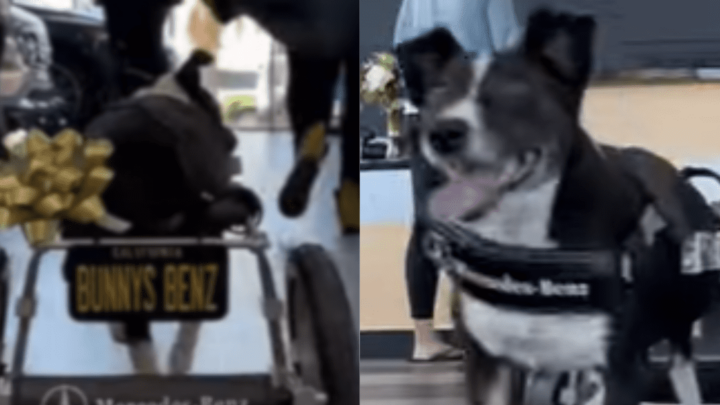Vídeo: cão paraplégico ganha cadeira de rodas de marca de carros de luxo