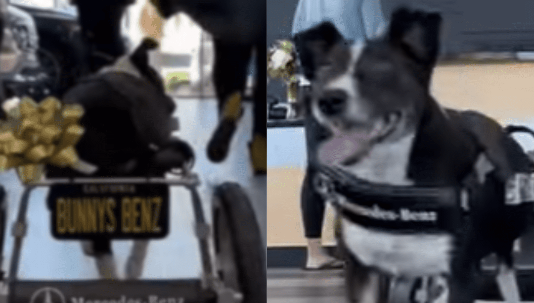 Vídeo: cão paraplégico ganha cadeira de rodas de marca de carros de luxo