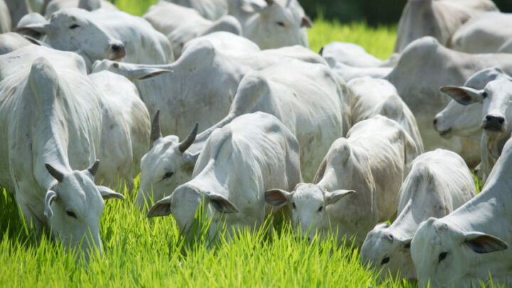 Brasil tem mais gado que pessoas, mostram dados do IBGE