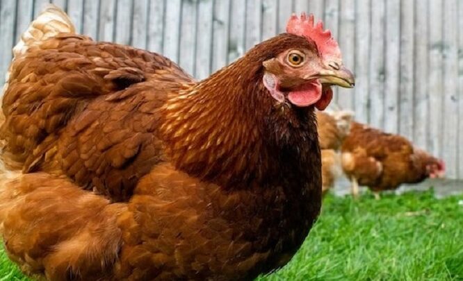 Homem que matou primo após disputa por frango para risoto enfrentará júri