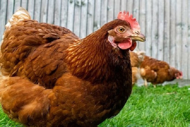 Homem que matou primo após disputa por frango para risoto enfrentará júri