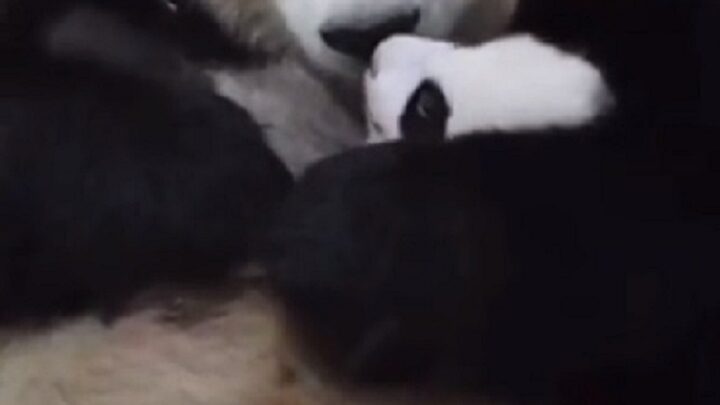 Alto nível de fofura: Mamãe panda surpreende com reação ao encontrar seu filhote