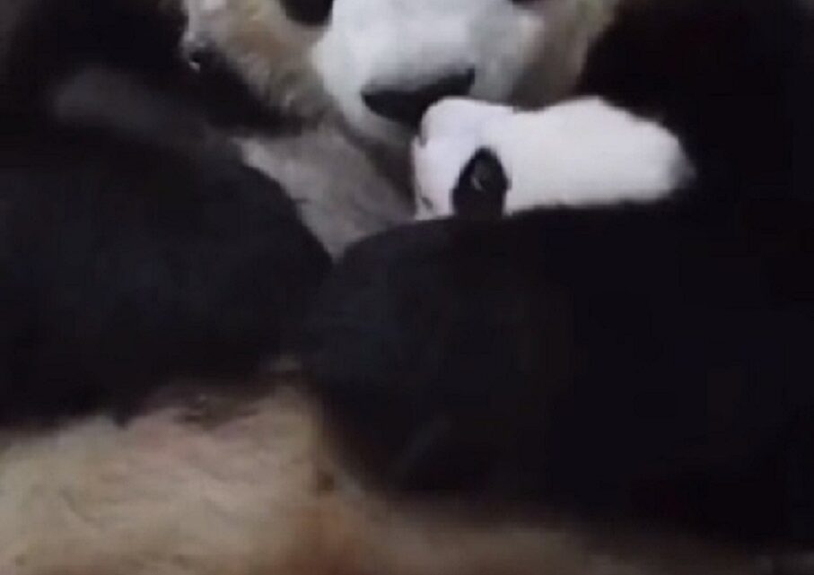 Alto nível de fofura: Mamãe panda surpreende com reação ao encontrar seu filhote