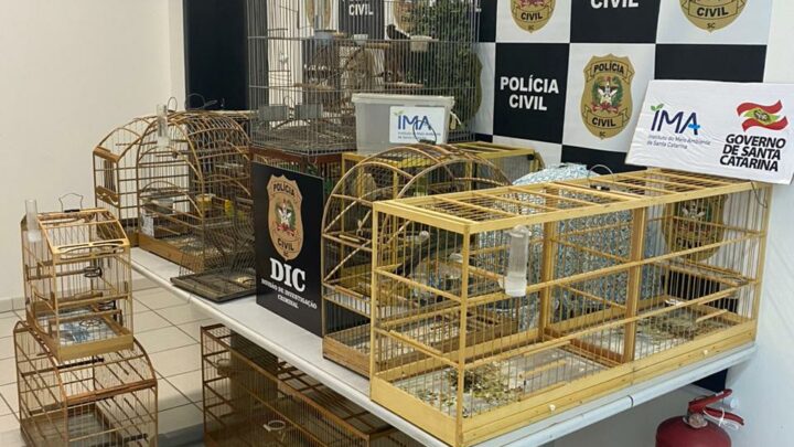 Polícia Civil resgata 13 aves silvestres em operação no norte de SC