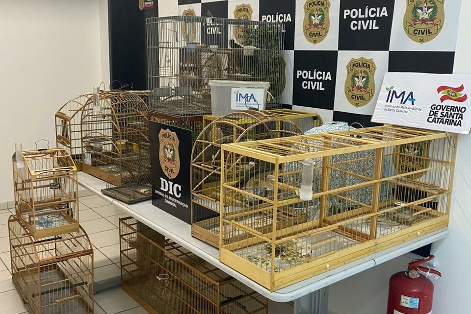 Polícia Civil resgata 13 aves silvestres em operação no norte de SC