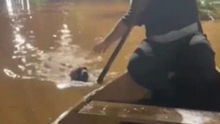 “Salva ele”: pai e filha resgatam cachorro de enchente no Rio Grande do Sul; assista