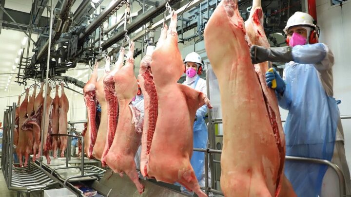 Brasil bate recorde de exportações de carne suína