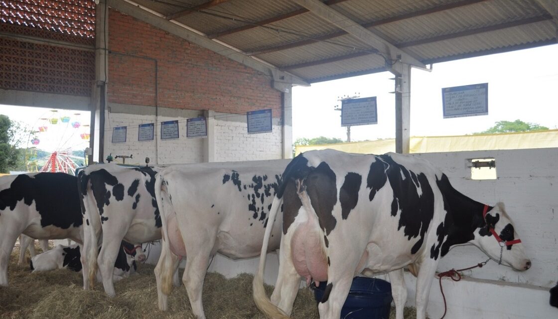 Efapi 2023 terá mais de mil animais entre leilões, exposição e competições