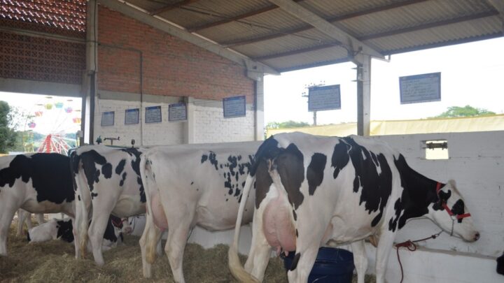 Efapi 2023 terá mais de mil animais entre leilões, exposição e competições