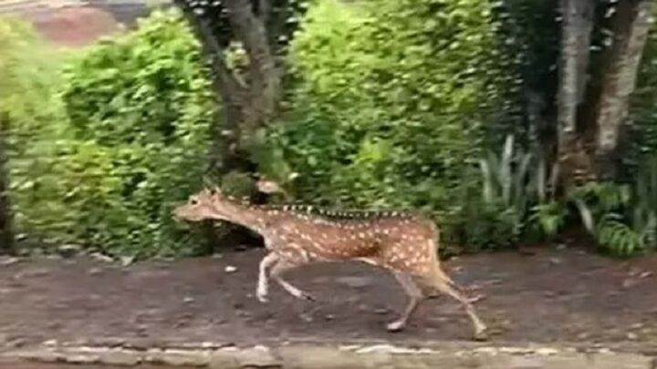 Vídeo: espécie exótica de cervo é filmado em bairro de Seara