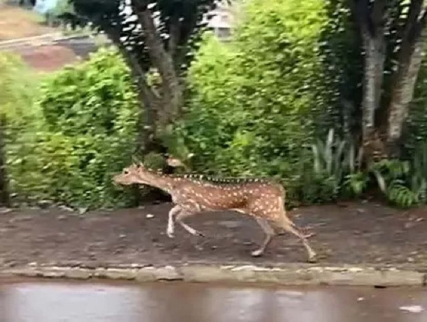 Vídeo: espécie exótica de cervo é filmado em bairro de Seara