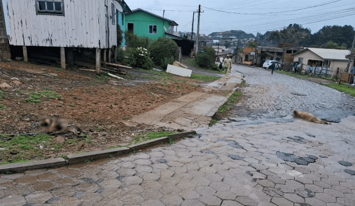 Cães morrem eletrocutados após fio de alta tensão cair em São Joaquim