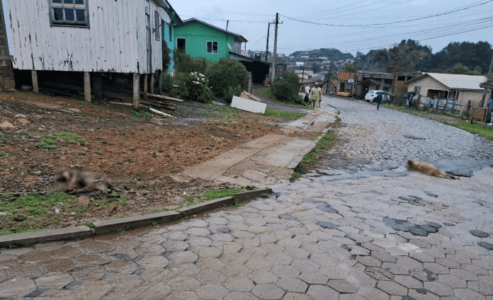 Cães morrem eletrocutados após fio de alta tensão cair em São Joaquim